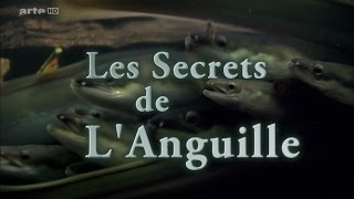 Les Secrets De LAnguille HD [upl. by Eudo]