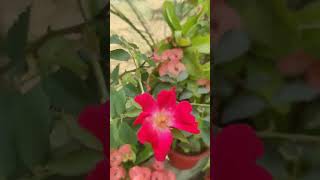 Euphorbia plant  second video [upl. by Darrin]