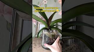 данапротасова orchideenpflege орхидеи orchideen [upl. by Loos]