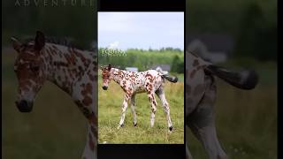 horse riding  Natural Horse Training horse youtube shortshorse [upl. by Yelrebma352]