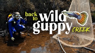 NEW Species  The secret WILD GUPPY CREEK  Planted Tank [upl. by Llehsam]