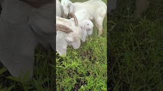 Goat Farming Tellicherry goat animals vlog cute trending trendingshorts [upl. by Mollee]