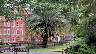 Massive Canary Island Date Palm in London [upl. by Jule236]