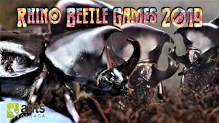 Meet The Rhino Beetle Gladiators  Rhino Beetle Games 2019 [upl. by Ellennahc]