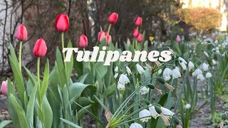 Actualización 🌷 Tulipanes y Narcisos [upl. by Anirazc45]