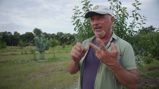 Homebrew Pest Control Testing Olive Oil soap CGWS amp DE on my Fruit Trees [upl. by Ahsirtap]