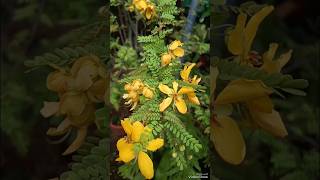 Cassia biflora lushplants shortsviral nature garden [upl. by Ramiah55]