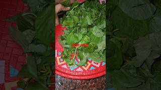 ডাটা শাকData shakcooking Monas vlog shak cutting [upl. by Adnohral]