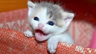 Kittens Meowing  A Cats Meowing Compilation  NEW HD [upl. by Frans]