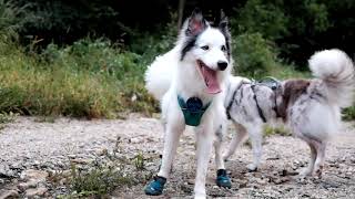 Ruffwear Flagline™ Harness [upl. by Loggia750]