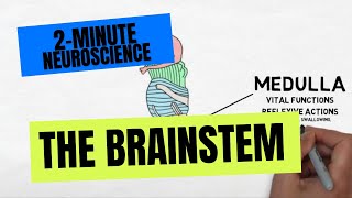 2Minute Neuroscience The Brainstem [upl. by Ddot]