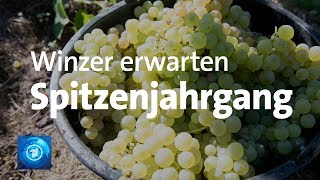 Weinlese Winzer erwarten Spitzenjahrgang [upl. by Aurore309]