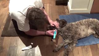 How to clean Dogs Teeth with Electric Toothbrush [upl. by Preston270]