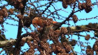 The Common Crossbill and its call [upl. by Fonda]