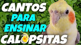 CANTOS para ensinar CALOPSITAS Alguns CANTOS que as CALOPSITAS gostam e aprendem facilmente 🎶🦜 [upl. by Reynard460]