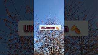 Do not miss beautiful autumn 🍂 tree and sky [upl. by Muslim]