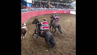 Fiestas Costumbristas Patagonia Chilena patagoniachile rodeo [upl. by Esinaj340]