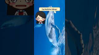 La baleine bleue et son ❤️ documentaire lesavaistu animaux baleine [upl. by Bobby15]