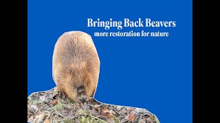 RELEASING A PAIR OF BEAVERS AT RSPB SCOTLANDS LOCH LOMOND RESERVE [upl. by Brocklin]