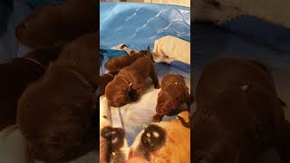 Momma eats the left overs puppy labfam dog pupplaycommunity babylab cute lifewithlabradors [upl. by Weikert]