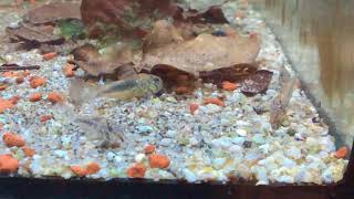 Corydoras fowleri fry [upl. by Atiuqram403]