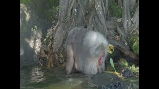 Macacos que habitan una de las islas en Catemaco padecen sobrepeso [upl. by Lehacim472]