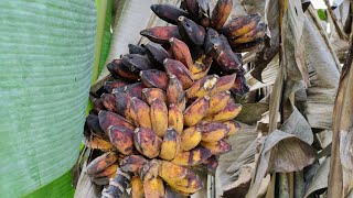 Pisang Kepok  harvesting overripe Saba  Abu Banana Musa x balbisiana [upl. by Adriel]