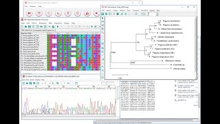 phylogenetic tree construction by using clustal W amp mega 11 [upl. by Vasta51]