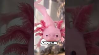 The Creature That Regenerates Its Heart 😱 shorts animalfacts facts axolotl [upl. by Balcer734]