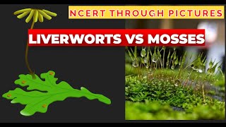 Plant kingdom  05  Liverworts vs Mosses  Class 11  NCERT  NEET  NCERT through pictures [upl. by Shwalb]