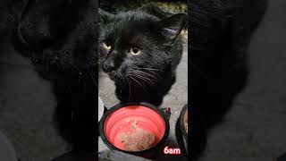 6am straycats cat blackcat kitty rescuecats outdoorcats meow coolcat catlover cutecat [upl. by Ahsieni]