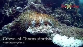 CrownofThorns starfish Acanthaster planci of Moalboal [upl. by Atiz]