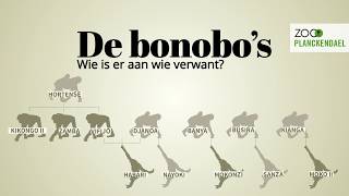 Wie is wie bij onze dertien bonobos [upl. by Zysk137]