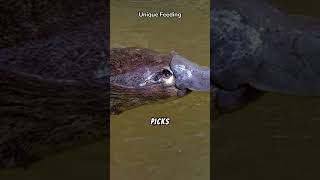 Duckbilled platypus fun facts facts animalcuriosities animals wildanimalfacts [upl. by Mmada]