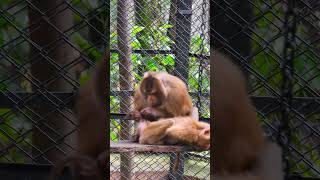 The Enigmatic World of Monkeys A Deep Dive [upl. by Anoyet773]