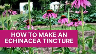 HOW TO MAKE AN ECHINACEA TINCTURE [upl. by Siouxie694]