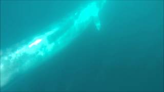 Fin Whale Ballena de Aleta Reserva Marina Isla Chañaral Atacama Chile [upl. by Aramoix]