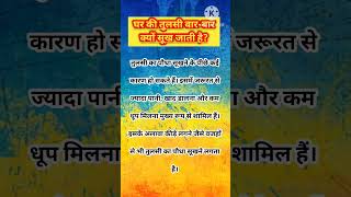 tulsi upay vastutips trendingshorts shortstrending [upl. by Ydde]