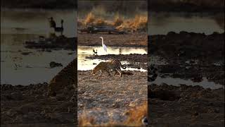 Perfect light on a Leopardess  Marataba Game Reserve  South Africa [upl. by Suoirred]