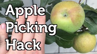 Apple Picking Hack to Reach the top of the Tree [upl. by Ladd49]