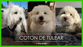 Coton de Tulear The Dog You Need to Know [upl. by Letha833]