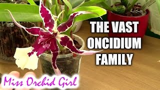 About Oncidium intergeneric Orchids Cambria Orchids [upl. by Idak]