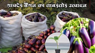 Grafted Brinjal Grafted Bangan ki kheti khansir [upl. by Onez]