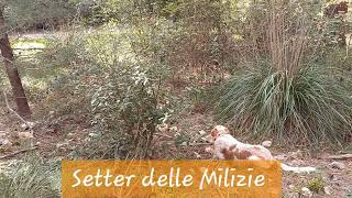 Setter delle Milizie Allenamenti a beccacce 2024 beccaccia setter everesthunting Enci [upl. by Ffej]