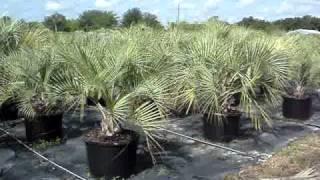 Pindo Palms 30 gallon New Crop [upl. by Atsylac212]