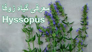 Hyssopus Plant  معرفی و پرورش گیاه زوفا [upl. by Yttisahc323]