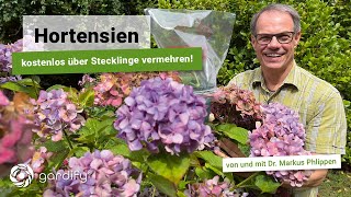 Hortensien  kostenlos über Stecklinge vermehren Bauernhortensien Hydrangea  gardify tipps [upl. by Demha]