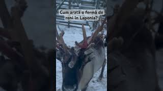 Laponia reni calatoreste laponia frig [upl. by Ylhsa]