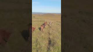 Iceland Scenery 🇮🇸 🐴 iceland horses [upl. by Frangos]