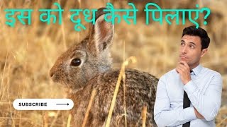 जंगली खरगोश को दूध कैसे पिलाएंhow to feed milk to a wild rabbitrabbitfarmingcare8117 [upl. by Adnwahsat13]